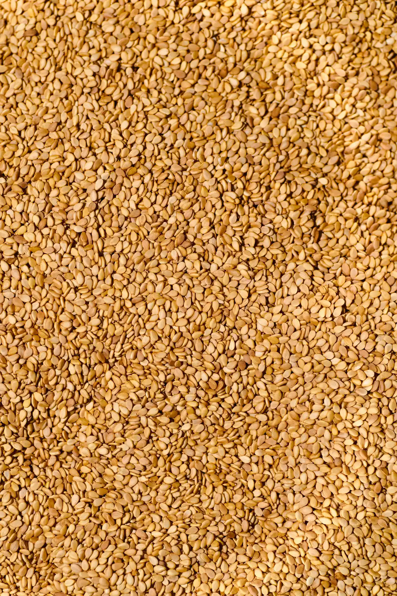 Sesame Seeds Exporter from India